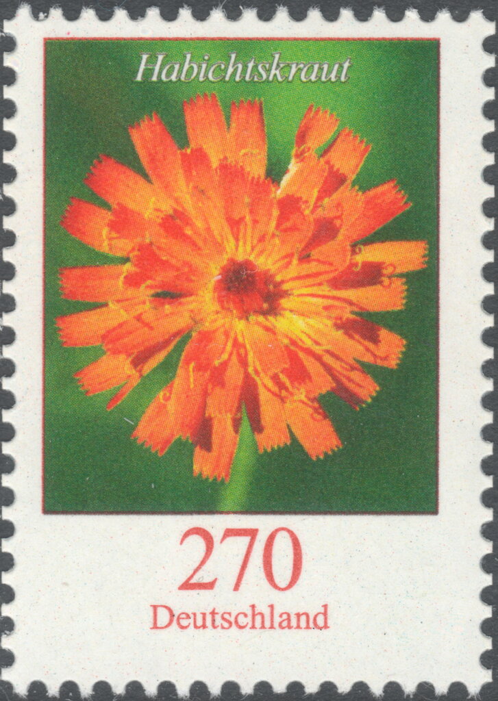 Hawkweed (Pilosella aurantiaca)