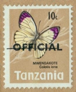 Bushveld Purple Tip (Colotis ione)