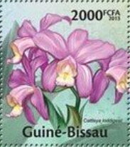 Cattleya loddigesii
