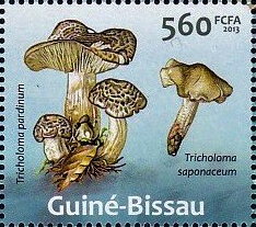 Mushrooms