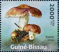 Mushrooms - Russula vesca