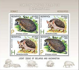 Long-eared Hedgehog (Hemiechinus auritus), Southern White-br