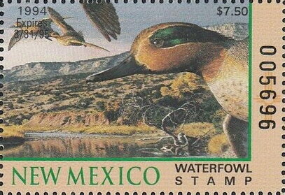 Green-winged teal (Anas carolinensis)