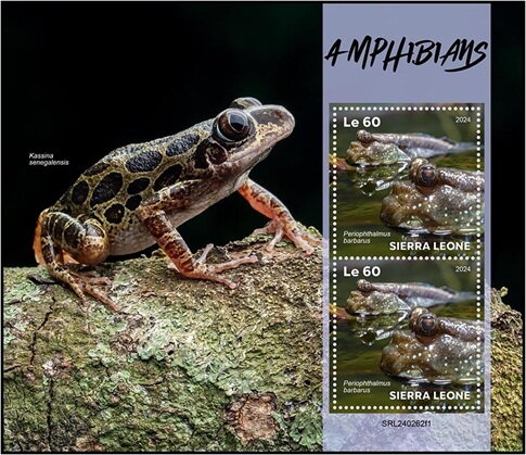 Amphibians (Periophthalmus barbarus)