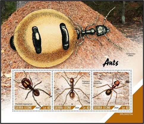 Ants