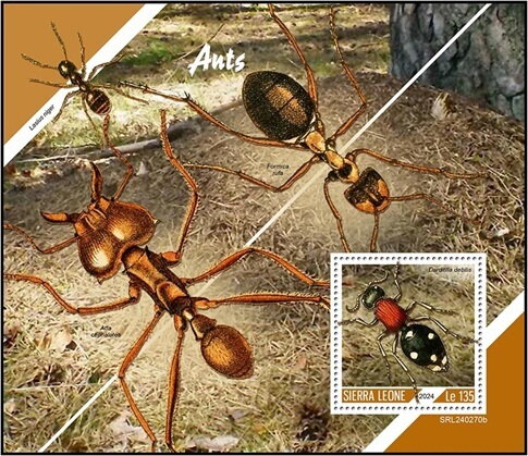 Ants (Darditilla debilis)