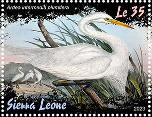 Ardea intermedia plumifera