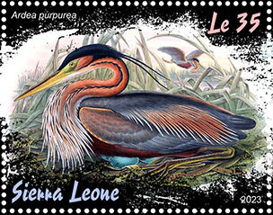 Ardea purpurea