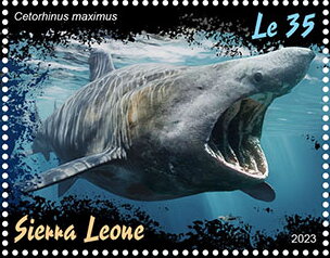 Cetorhinus maximus