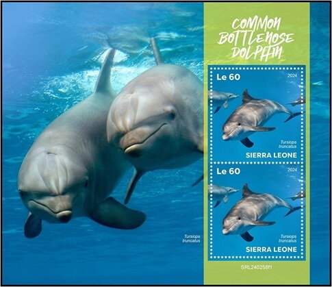 Common bottlenose dolphin (Tursiops truncatus)