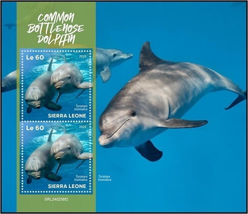 Common bottlenose dolphin (Tursiops truncatus)