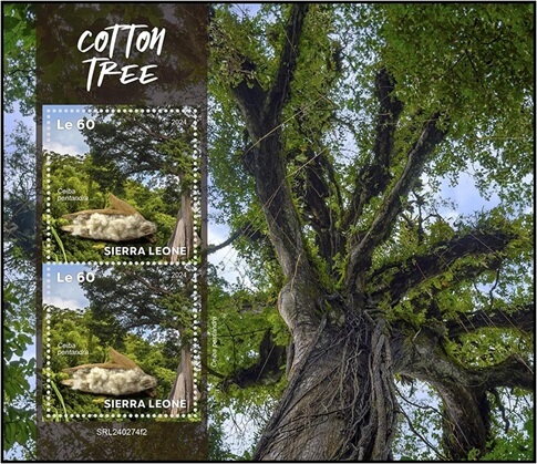 Cotton Tree (Ceiba pentandra)