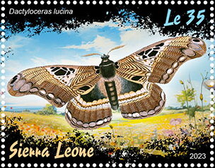 Dactyloceras lucina