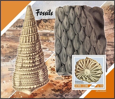 Fossils (Eretmocrinus remibrachiatus)