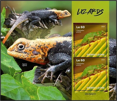 Lizards (Chamaeleo gracilis)