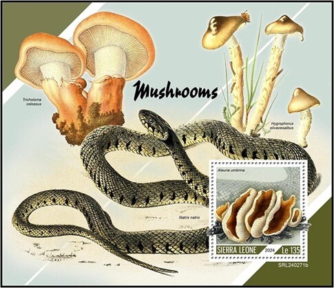 Mushrooms (Aleuria umbrina)