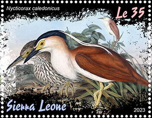 Nycticorax caledonicus