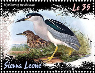 Nycticorax nycticorax
