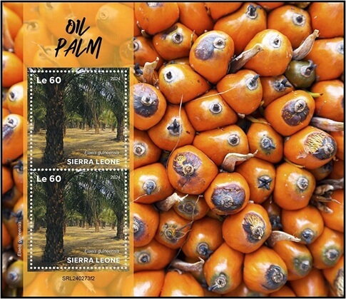 Oil Palm (Elaeis guineensis)