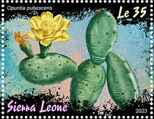 Opuntia pubescens