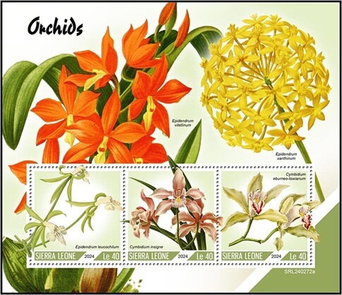Orchids