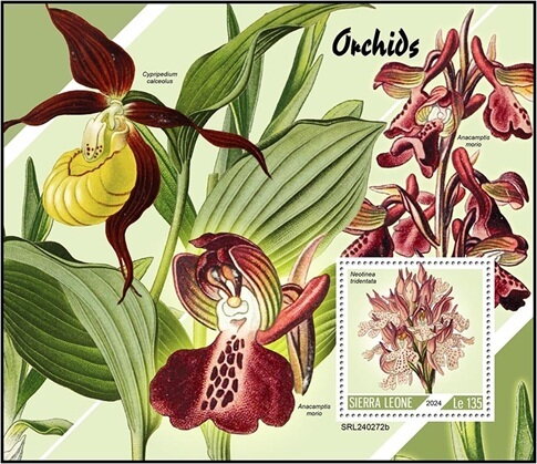Orchids (Neotinea tridentata)