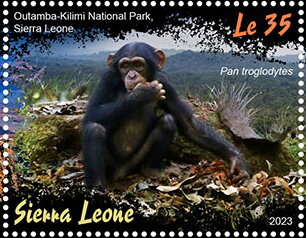 Outamba-Kilimi National Park, Sierra Leone; Pan troglodytes