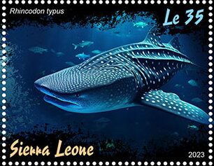 Rhincodon typus