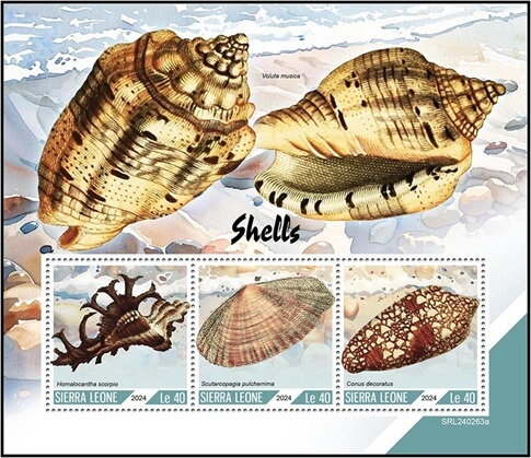 Shells
