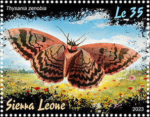 Thysania zenobia