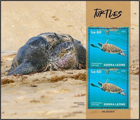 Turtles (Eretmochelys imbricata)