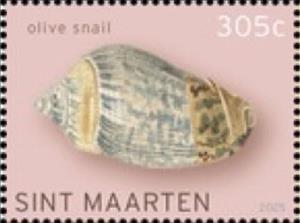 Stamp, Agaronia gibbosa, Sint Maarten,  , Animals (Fauna), Molluscs, Shells, Snails and Slugs