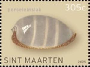 Stamp, Cowry sea snail (Lyncina sp.), Sint Maarten,  , Animals (Fauna), Molluscs, Shells, Snails and Slugs