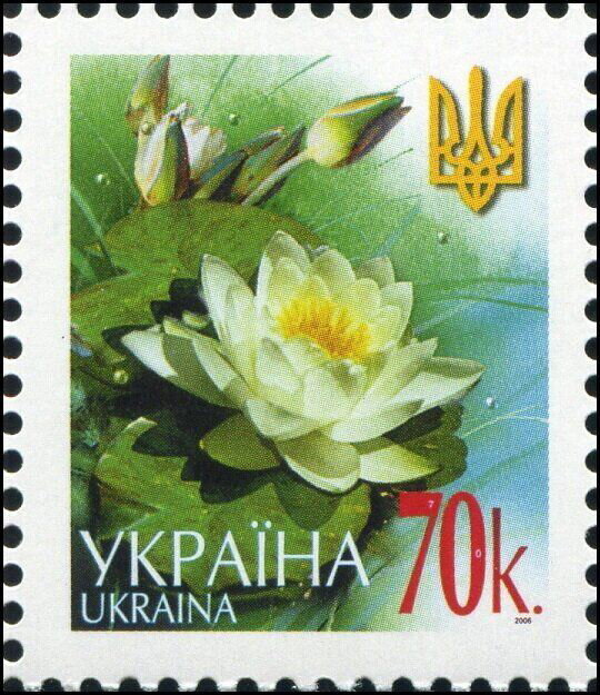 White water-lily (Nymphaea alba)