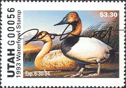 Canvasback (Aythya valisineria)