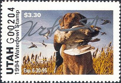 Chesapeake retriever (Canis lupus familiaris)
