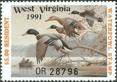 Mallard (Anas platyrhynchos)