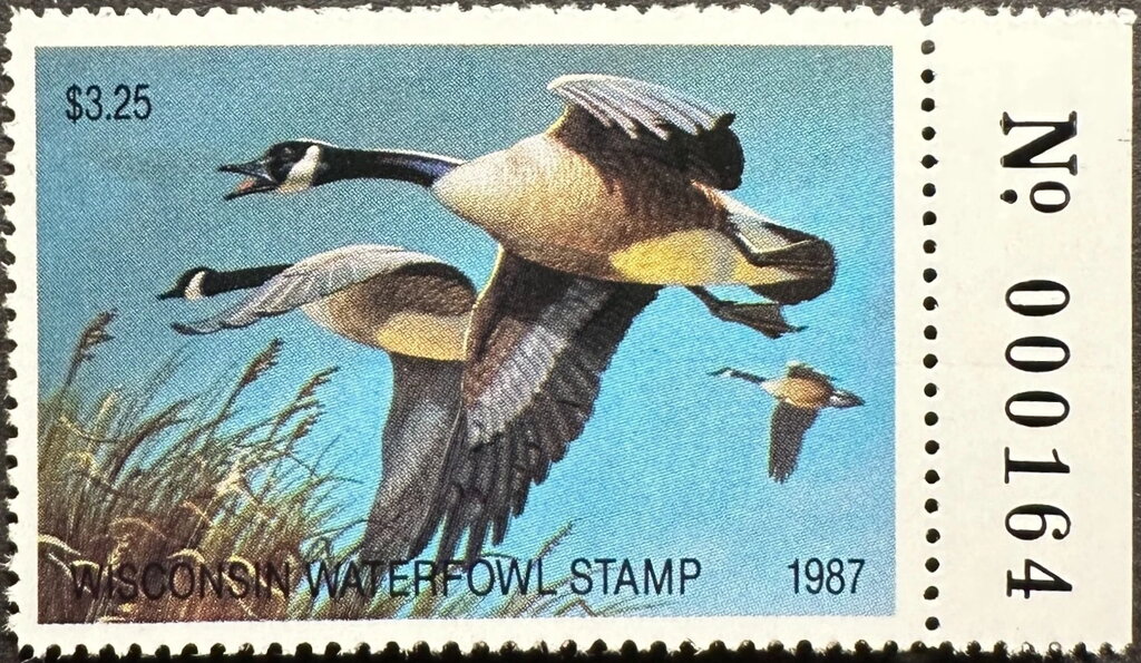 Canada goose (Branta canadensis)