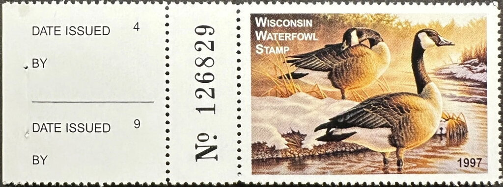 Canada goose (Branta canadensis)