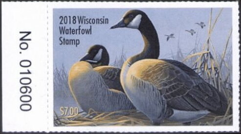 Canada goose (Branta canadensis)