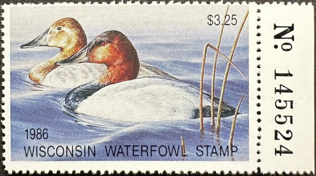Canvasback (Aythya valisineria)
