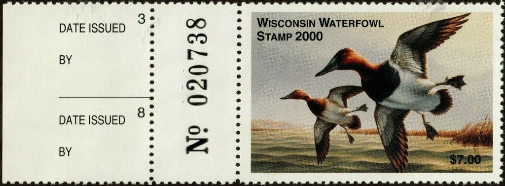 Canvasback (Aythya valisineria)