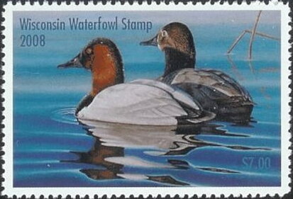 Canvasback (Aythya valisineria)