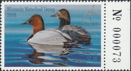 Canvasback (Aythya valisineria)