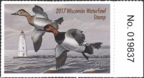 Canvasback (Aythya valisineria)