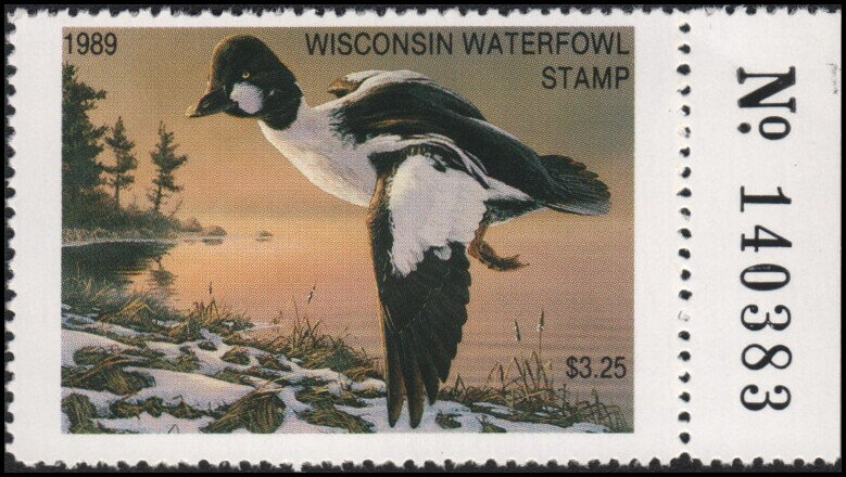 Common goldeneye (Bucephala clangula)