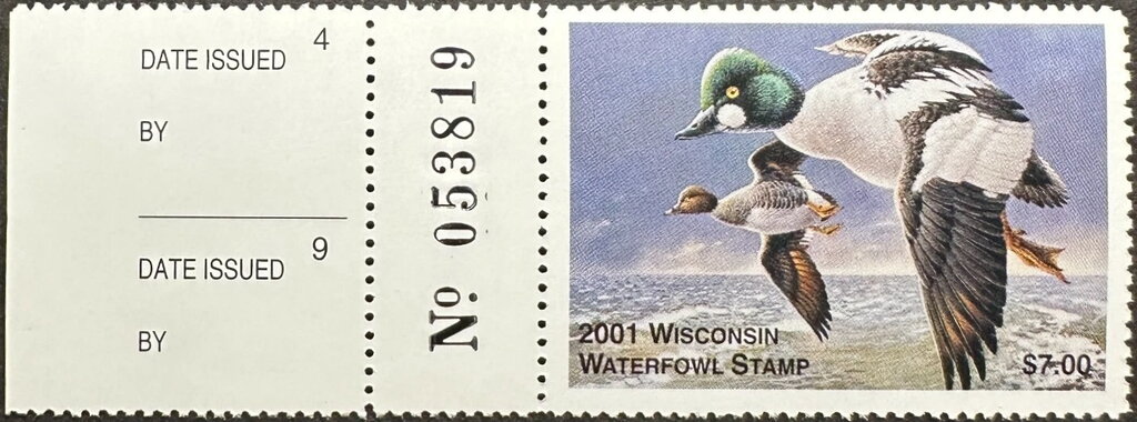 Common goldeneye (Bucephala clangula)