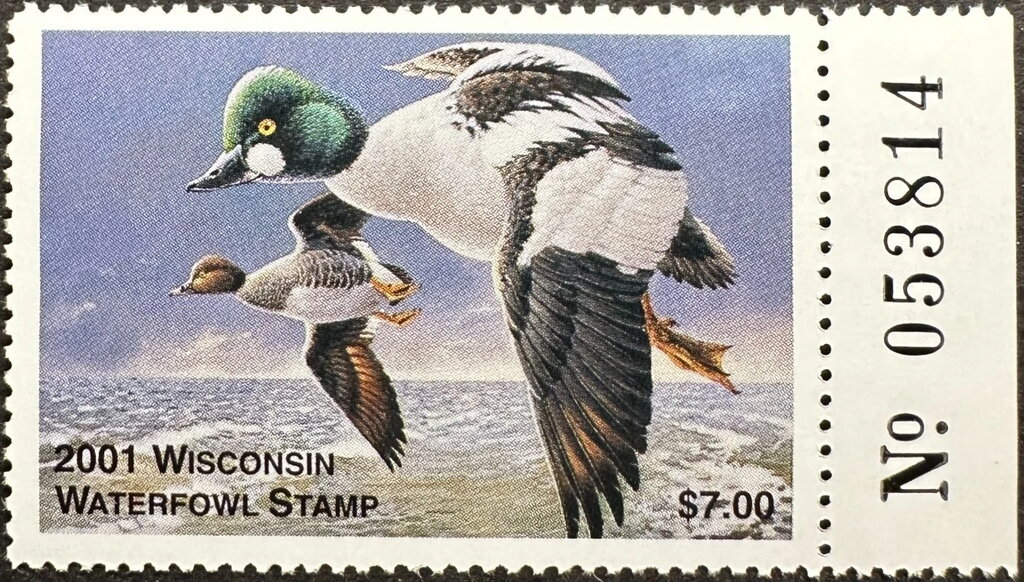 Common goldeneye (Bucephala clangula)