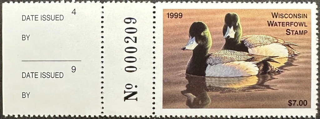 Greater scaup (Aythya marila)
