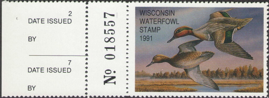 Green-winged teal (Anas carolinensis)